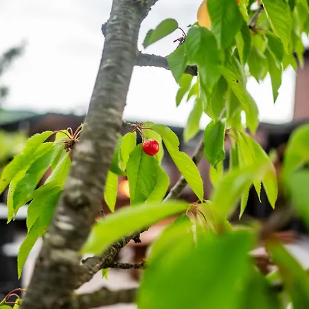 Villa Kuca Za Odmor Dani